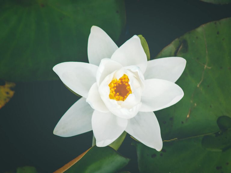 Health Tips And Benefits Of Healthy Lifestyle You Should Consider