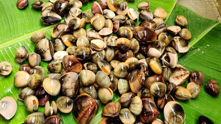 Catch N Cook Shells | How To Clean Seashells |  | Mouthwatering Clams Recipe | Seafood Shell