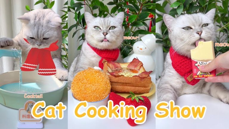 Cat Cooking Food: 5 Easy And Tasty Food Recipes | Cut Cat TikToks | Cooking With Cat ChangAn