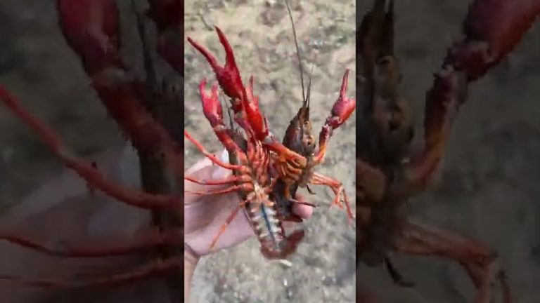 How to cook crayfish /how to cook seafood/recipes fast and delicious/tik tok/#shorts