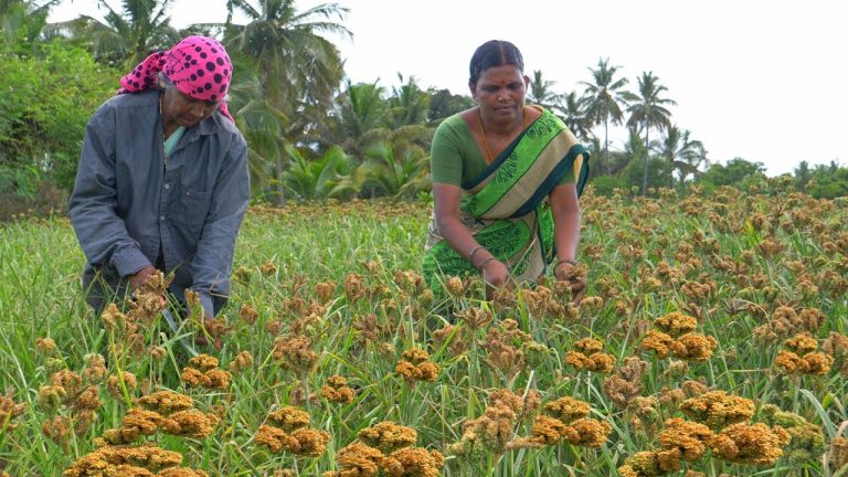 Fresh!! Ragi Sweet Ball Recipe | Healthy Snacks Recipes | Village Cooking | Side Dish Recipes