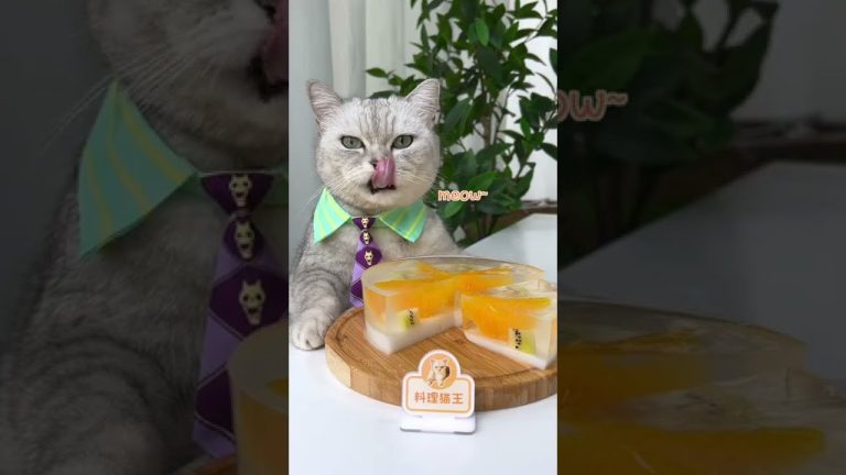 Chef ChangAn: Best Orange Jelly Cake ,Don't Miss!🍊 | Homade Dessert Recipe | Cute Cat Video #Shorts