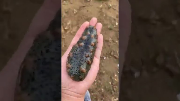 How to cook sea cucumber /how to cook seafood/recipes fast and delicious/tiktok/#shorts