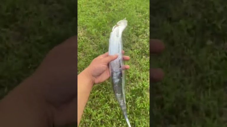 How to cook fish / how to cook seafood/recipes fast and delicious/tik tok/#shorts