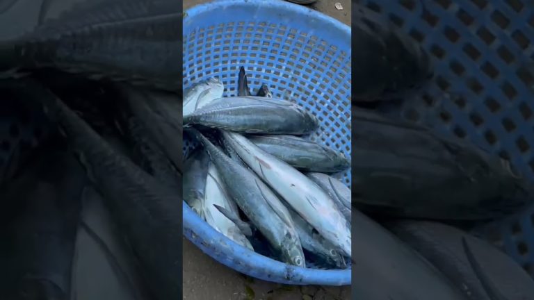 Rameshwaram pamban bridge || Seafood Recipes || More video Coming soon || Stay tuned 😉😉