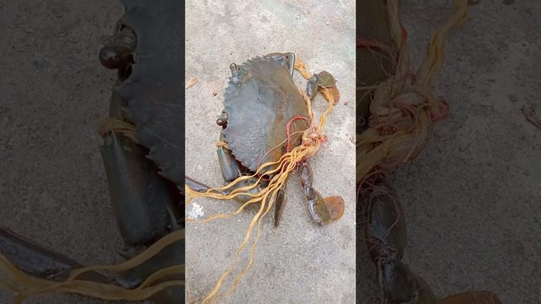 Crab seafood recipes #shorts