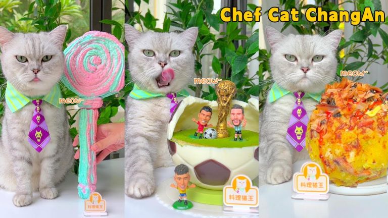 Chef Cat Newest Recipes That Will AMAZE YOU! | Cat Cooking Food | Cute And Funny Cat