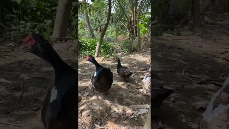 Cá lóc nổ muối hột