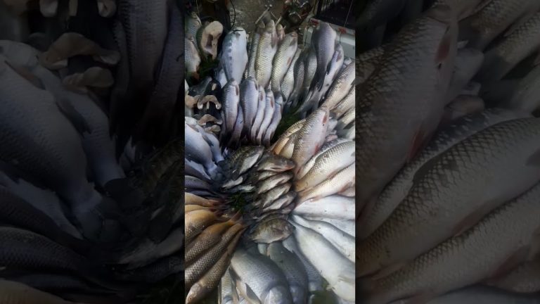 Kinds of fish… 🐠🐟🐬 | street food | Chose for  recipes🍜#shorts #seafood #fish