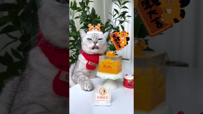 Chef Cat Makes Orange Jello with Fresh Orange 🍊 | Easy Dessert Recipe | Cute Cat TikToks#Shorts