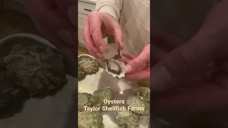 #oyster #oysters #seafood #seafoods #cooking