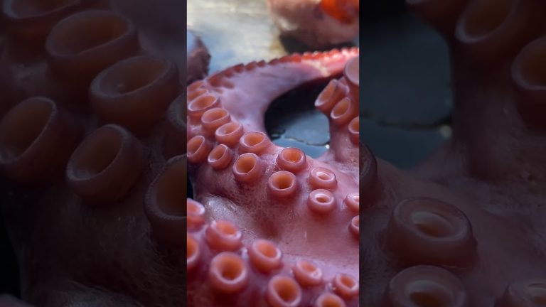 This is the Tastiest Octopus Cooking Recipe! Cooking Seafood in the Mountain Village of Azerbaijan!