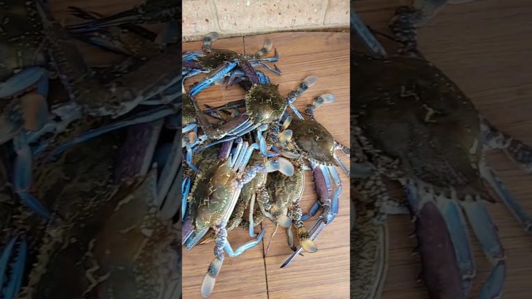 crabbing mandurah #shorts #crabs #recipes #crabbing #fishing #mandurah  #seafood #crabrecipe