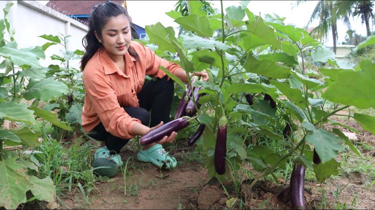 Harvest eggplant from my new land for cooking – Yummy eggplant recipe – Cooking with Sreypov