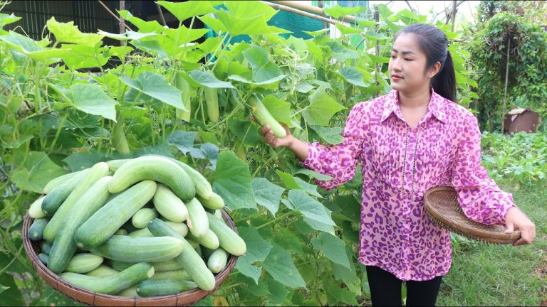 Cucumber in my vegetable garden is big enough for my recipe – Cooking with Sreypov