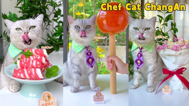Chef Cat’s Super Delicious Recipes Satisfy Your Imagination😻🍹| Cat Cooking Food | Cute And Funny Cat