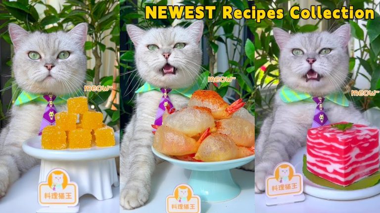Chef Cat’s Newest Yummy Recipes, Let’s Check It Out! | Cat Cooking Food | Cute And Funny Cat