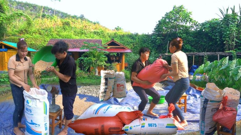 Store corn in storage. Harvesting chicken eggs, BBQ party in the deep forest