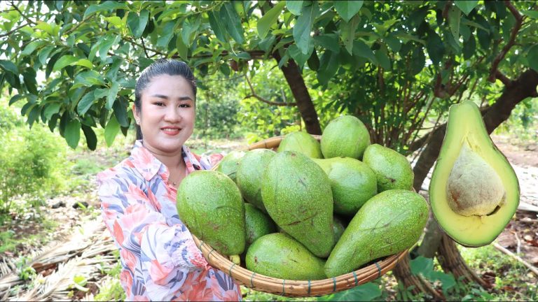 Pick Avocado and make it ripe – Yummy healthy Avocado recipes – Cooking with Sreypov