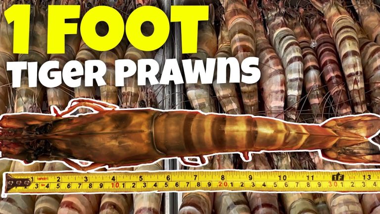 BBQ Grilling 1 FOOT GIANT TIGER SHRIMPS in Hua Hin Thailand – Thai Street Food