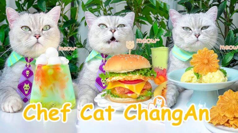 【Chef Cat Cooking】Cat’s New Yummy Recipes | Drinks&Snacks | Chef Cat Cooking TIKTOK 2022