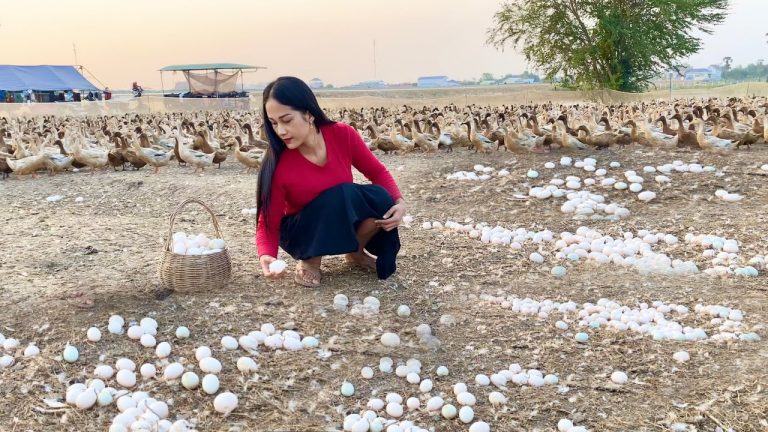 Visit A Massive Duck Farm Pick Duck Eggs Cooking Special Food