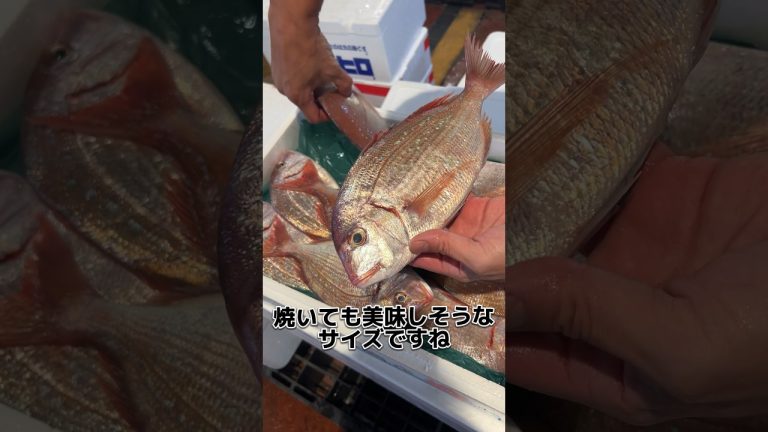 いわきの花鯛！(チダイ) おろします！#せり人ムタロー #shorts
