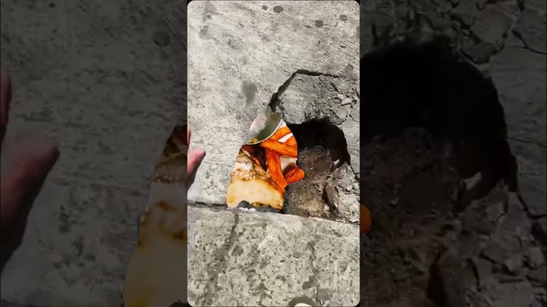 Halibut In Lobster Sauce & Sweet Potato Fries 🔥 #shorts #food #recipe #comment #share