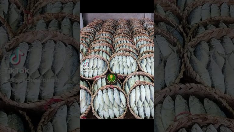 មានបោះដុំត្រីចំហុយទូទាំងប្រទេស #seafood #fishing #seafoodrecipes