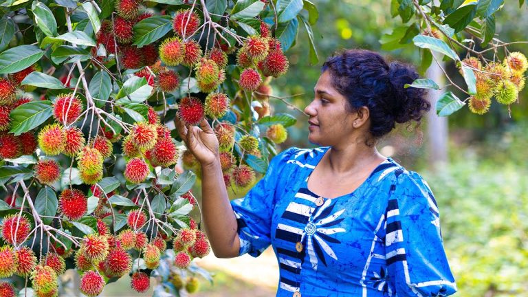 juice Honey Rambutan🍒I made world's best dishes with this sweet Rambutan😘