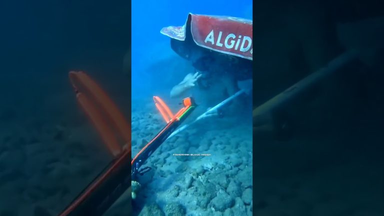 💔🥺Fisherman Life…‼️ #fisherman #seafood #fishermanlife #fish #seafoodrecipes #fishing #nature