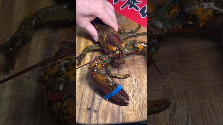 랍스터회 / Lobster sashimi