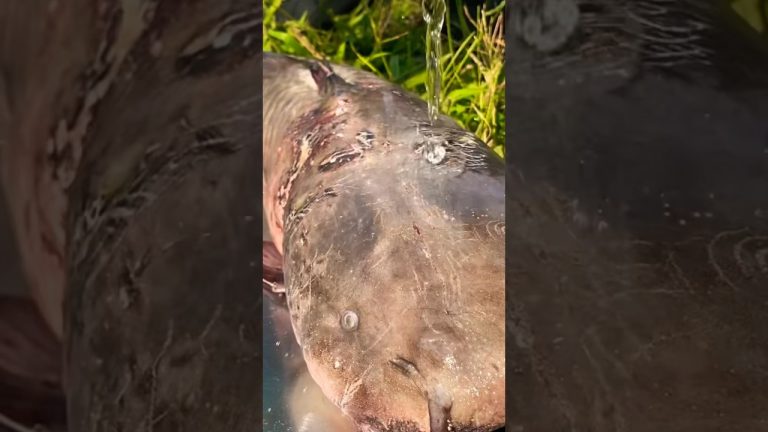 A Big Giant Catfish Soup Cooking Recipe🍲🔥🐟 #food #cooking #fish #catfish #shorts #cambodiafood