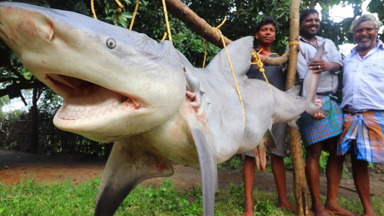 120 KG SHARK FISH CUTTING AND COOKING | GIANT SHARK FISH RECIPE | FARMER COOKING