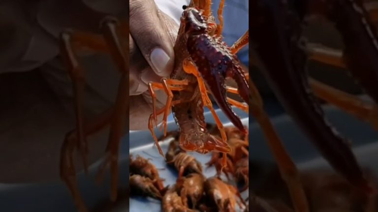 ഇതാണ് ക്രെ ഫിഷ് || Craw fish