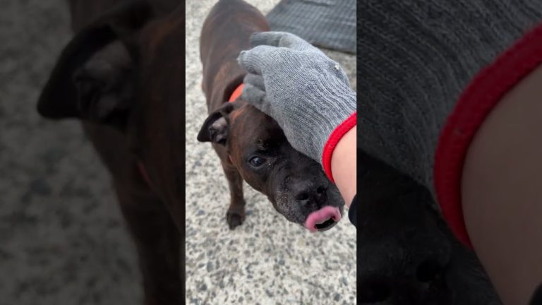 漁師の夕飯！猪肉の照り焼き丼 #cooking #food #漁師めし #seafood #釣り