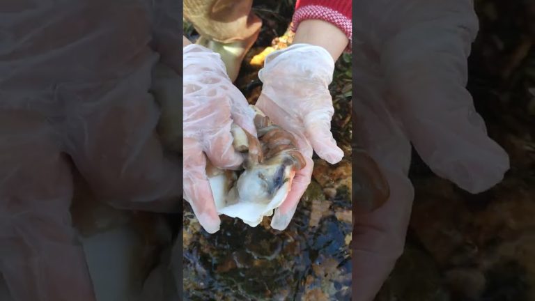 #pearl #seafood #hunting pearls #picking pearls