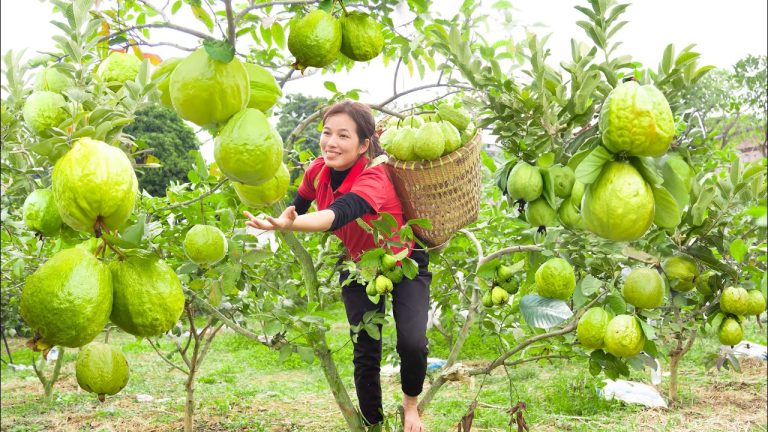 Harvest Guava fruit Go to the market sell – Make Grilled delicious BBQ Meat – Phương Daily Life