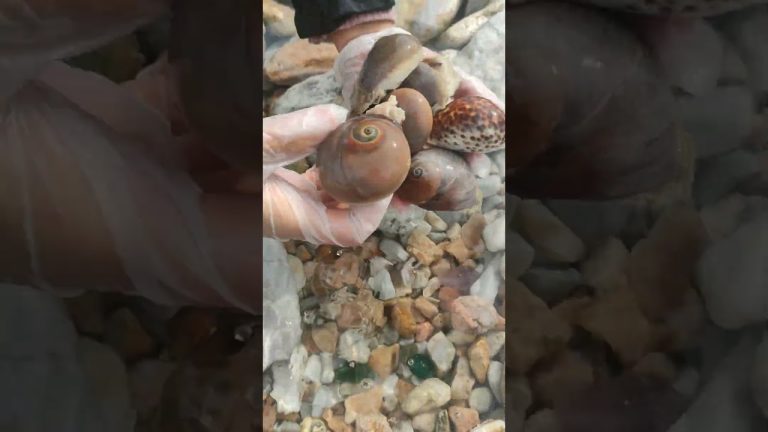 #pearl #seafood #hunting pearls #picking pearls