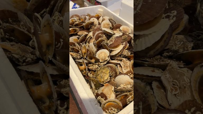 青森県 下北から来た ホタテの稚貝！開けてみます！#せり人ムタロー #shorts