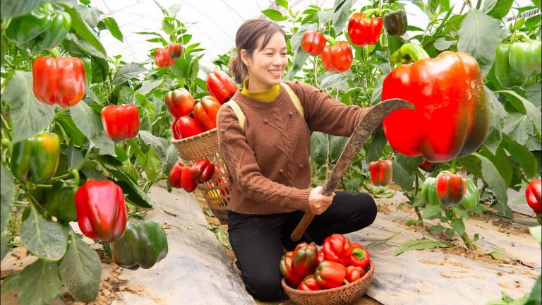 Harvest Bell Pepper fruit Goes to the market sell – Stir fry pork & Bell Peppers Asian recipe