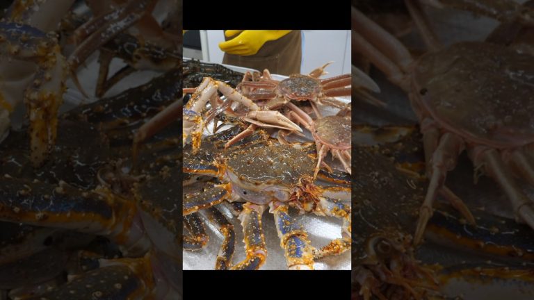 포장으로만 연매출 10억 찍었다는? 새벽 2시에도 대게를 먹어요!! 국내 최초 킹크랩, 랍스터, 대게 테이크아웃 전문점 King Crab / street food #shorts