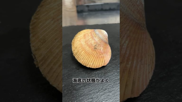 大阪湾から来た トリガイ！ 開けてみます！#せり人ムタロー #shorts