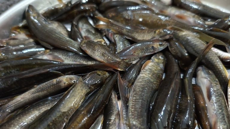 Indian tribal traditional fish catching #Night Fishing #Fish recipes#Tribal Indian village fishing