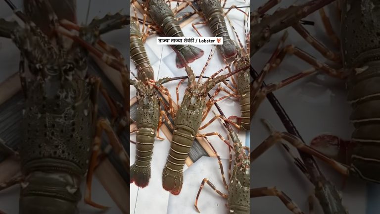 तुम्हाला माहित आहे का ? शेवंड #lobster #fish #fishthali #koli #agrikoli #cooking #recipe #trending