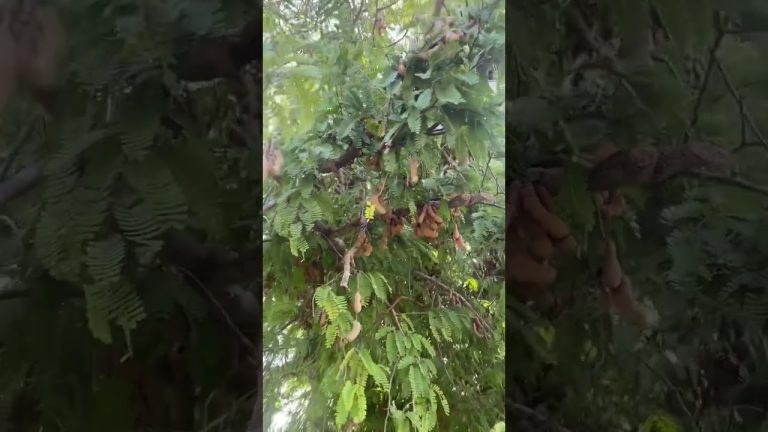 🔥 How “SWEET TAMARIND” the “BBQ Sauce Fruit” grows on the tree!! #fruit #fruitarian #rarefruit