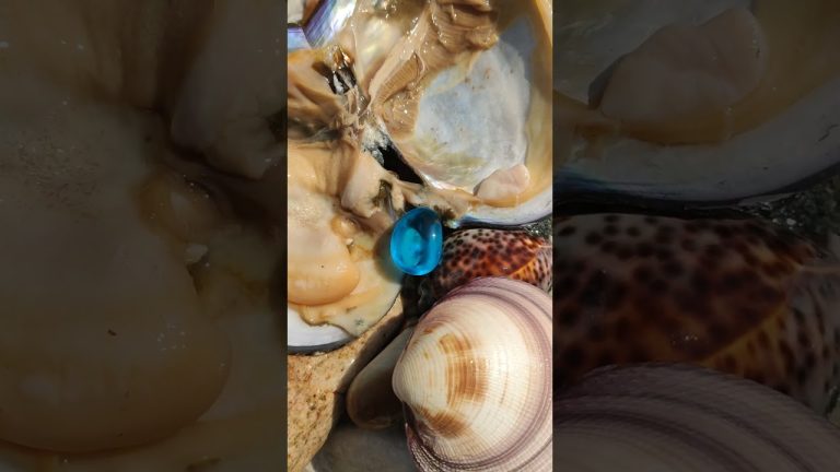#pearl #seafood #hunting pearls #picking pearls
