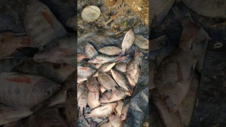 #reelitfeelit #fislove #seafood #fishing #fishl #fish #food #seafodlovers #seafoodrecipes