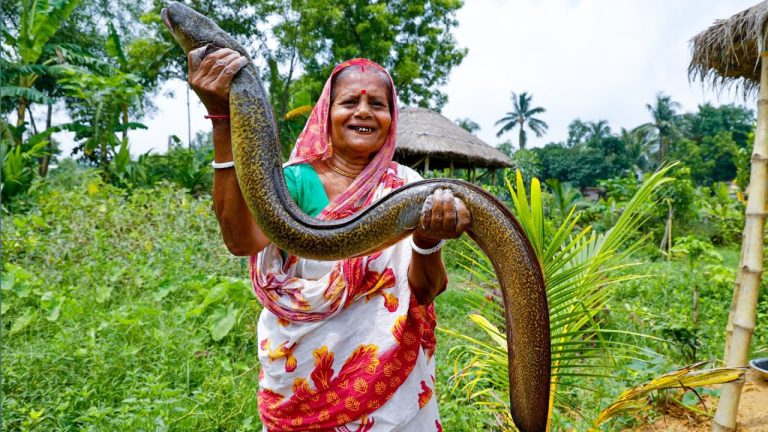 এই মাছের স্বাদ যেকোনো মাংস কে হার মানাবে | Indian Eel Fish Recipe | Tambu Fish |