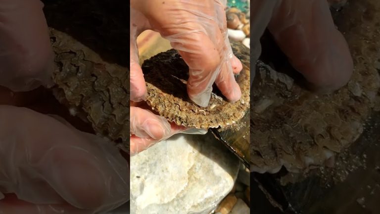 #pearl #seafood #hunting pearls #picking pearls